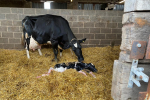 Cow with Calf in Barn